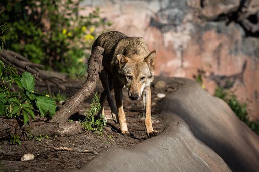 В зоопарке Индии шесть волков умерли от бешенства