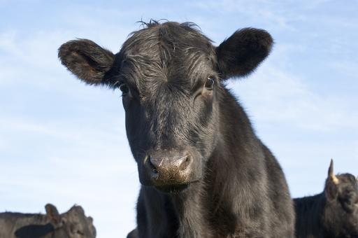 Французские фермеры возрождают базужескую голубую породу коров