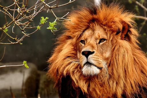 Исследование: «Окситоцин» превращает свирепых львов в дружелюбных