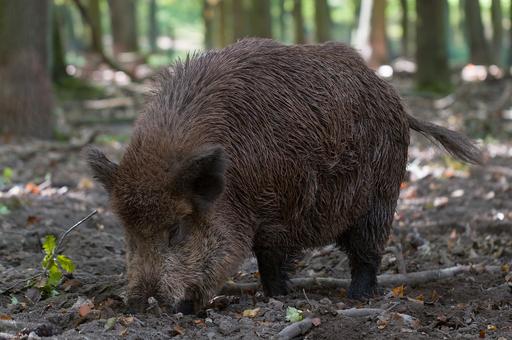 Исследование: разрушая экосистемы тропических лесов, дикие свиньи увеличивают биоразнообразие