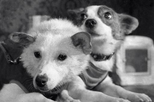 Кинологи рассказали о первых собаках-космонавтах