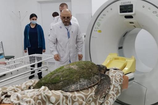 Средиземноморской черепахе сделали КТ в горбольнице Анапы