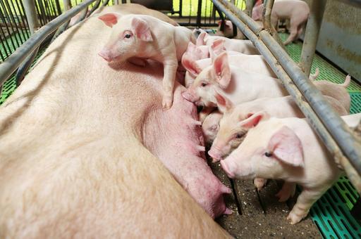 Поголовье свиней в Великобритании достигло самого низкого уровня за 12 лет