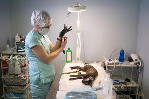 Ветеринарная отрасль США ежегодно теряет до 2 млрд долларов из-за эмоционального выгорания специалистов