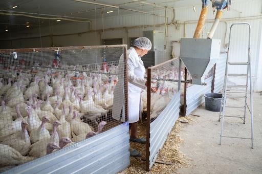 В Голландии растет число вспышек птичьего гриппа