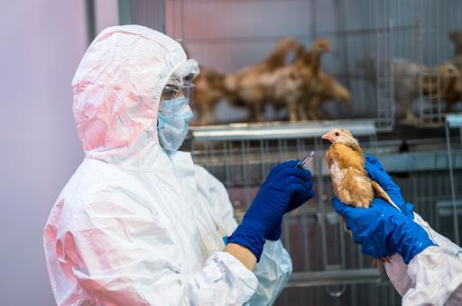 Вакцинацию промышленного поголовья против гриппа птиц начали более 30 стран
