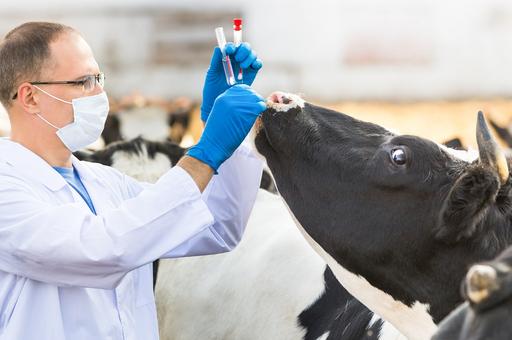 В США перестанут продавать антибиотики для скота без рецепта