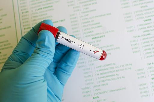 Decline in animal rabies cases in Russia