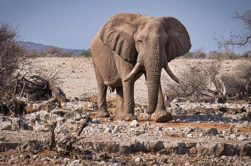 В США зоозащитники просят присвоить слону статус «человека» для защиты его прав