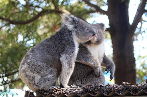 В геноме коалы обнаружены новые наследуемые ретровирусы