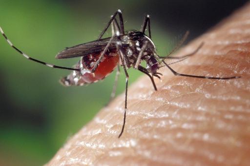 Ученые США временно изменили гены комарам