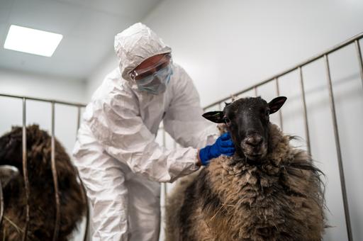 Ученые Северного Кавказа начали маркерную селекцию овец для увеличения их мясной продуктивности