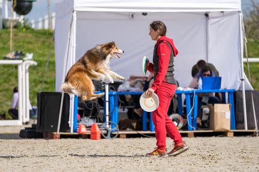 Выставку собак всех пород «Россия 2023» РКФ проведет в июне