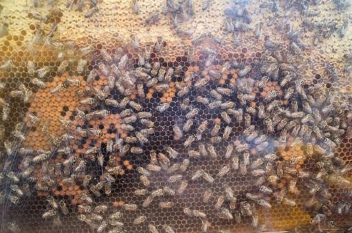 Ветспециалисты предупредили об опасности нозематоза для пчеловодческих хозяйств