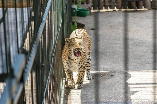 В Лазовском заповеднике увеличат генетическое разнообразие дальневосточного леопарда