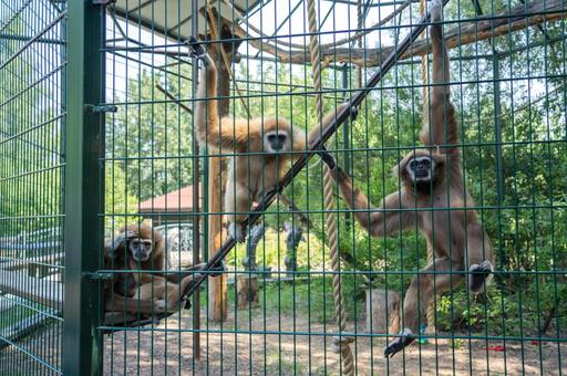 В зоопарке Оклахомы вакцинируют животных против COVID-19