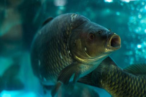 Число мест ловли рыбы на водоемах Астраханской области сократят для восстановления биоресурсов
