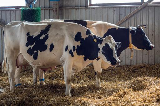 В Новой Зеландии планируют ввести налог на выбросы животноводческих ферм