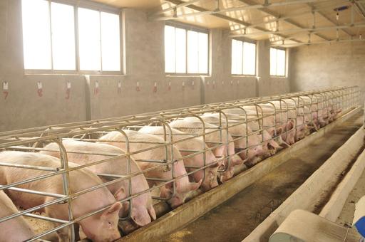 Немецким свиноводам увеличат субсидии за свиней с хвостом