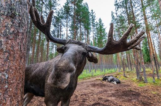 Кассация признала законной взыскание 640 тыс. рублей за двух убитых браконьером лосей