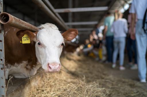 Ветврачи нашли причину снижения плодовитости коров осенью