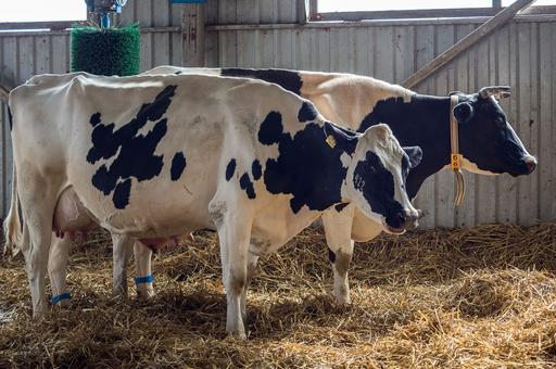 В Кировской области следить за состоянием коров на ферме будут роботы
