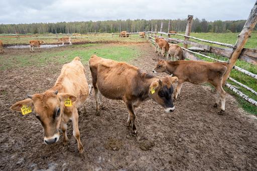 Эксперты ВНИИЗЖ готовы помочь животноводам в выполнении требований нового закона о побочных продуктах животноводства