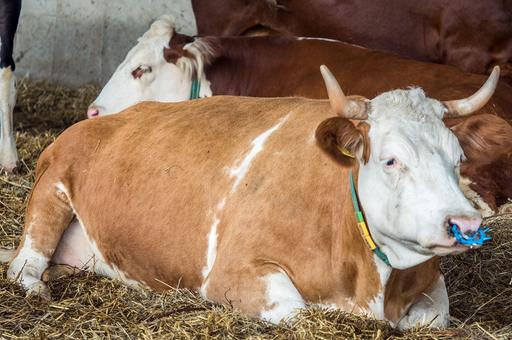 Искусственный интеллект помогает прогнозировать проблемы с отелом у коров