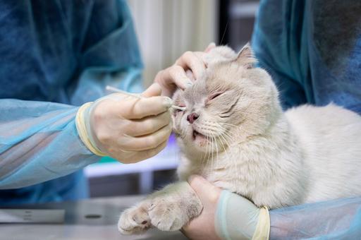 Ученые: кошки могут стать резервуаром нового коронавируса