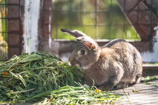 Ученые в США нашли способ лечения геморрагической болезни кроликов