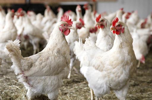 В Китае построят модельную ферму для бесклеточного содержания птицы