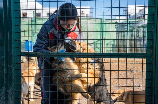 Зообизнес собирает гуманитарную помощь для животных Донбасса