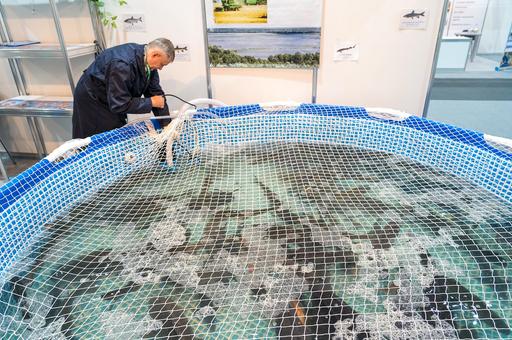 Россия планирует почти вдвое нарастить производство товарной аквакультуры