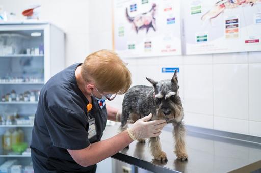 Акция по вакцинации собак со скидкой более 15% продлится в Москве до 10 мая