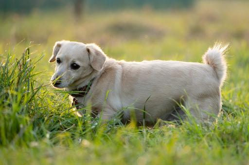 Зачем собаки едят траву и опасно ли это для животного