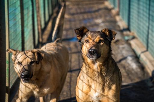 Госдума дала регионам право решать судьбу бездомных собак