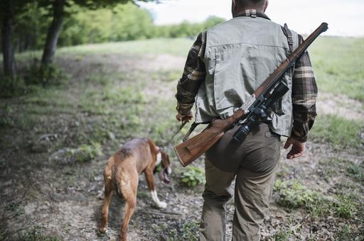 В России животных хотят оградить от охотничьих собак