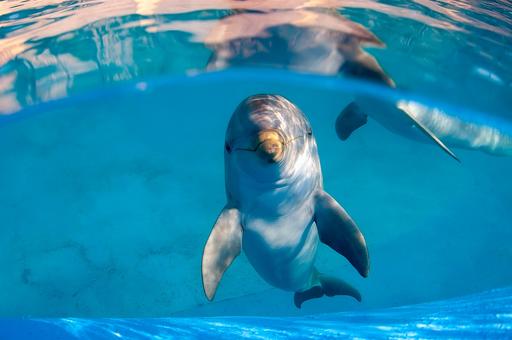 В России хотят запретить отлов дельфинов для шоу