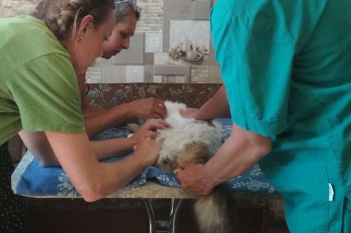 Сотрудники ДГТУ участвуют в оказании ветеринарной помощи животным в Мариуполе
