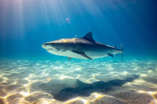 Ученые предупредили об акулах в Приморье