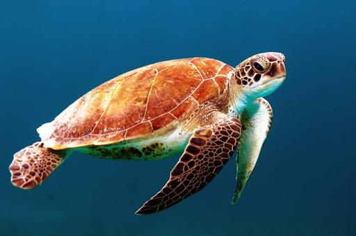 На Хэмптон-Роудс на рыболовные крючки попалось рекордное количество морских черепах