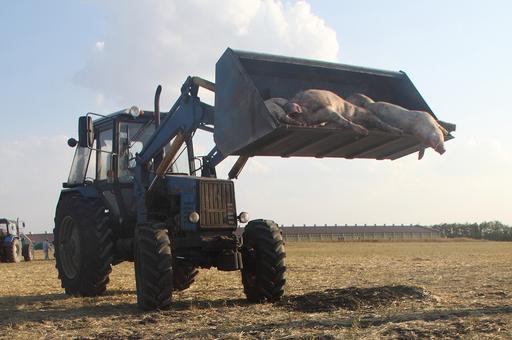 Убытки свиноводов Кубани от вспышки АЧС оценили в 500 млн рублей