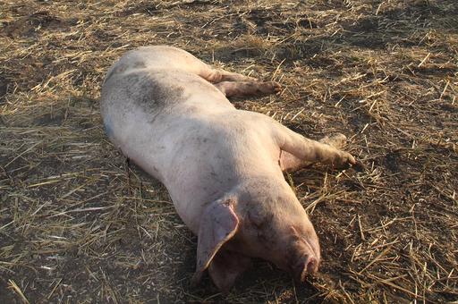 Немецкий фермер находится под следствием из-за гибели 700 свиней