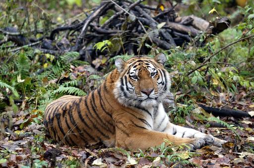 В Хабаровском крае участились случаи выхода тигров к людям