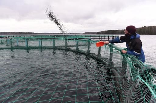 Карелия делает ставку на экологизацию аквакультуры