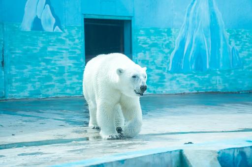 Раненого белого медведя обследовали в Московском зоопарке