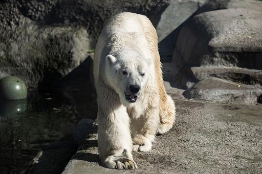 Московский зоопарк займется реабилитацией раненого белого медведя