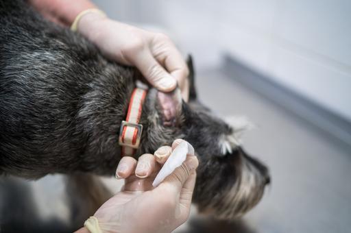 В Москве открыли более 80 мобильных пунктов вакцинации животных от бешенства