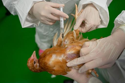 ВНИИЗЖ планирует осенью начать промышленное производство вакцины против высокопатогенного гриппа птиц