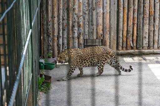 На Кубани объявили 15 июля Днем переднеазиатского леопарда